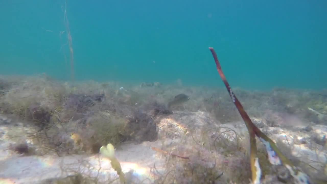 Underwater Shot Of Small Atlantic Fish Swimming Above Sea Weed In Ocean