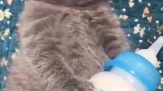 2 small white cats playing | Black cat eating milk in bottle