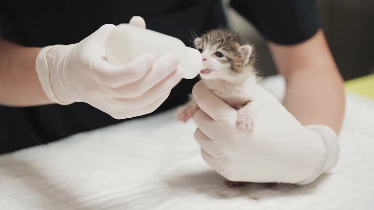 A small kitten drinks milk from a bottle with pacifier at a vet clinic