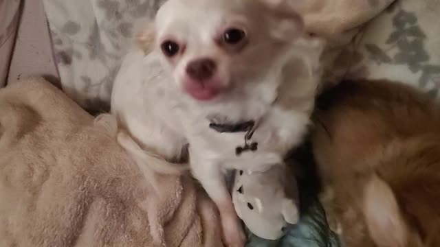 Schmoo the Chihuahua (pregnant)