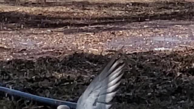 Bird Taking A Shower Under A Sprinkler.