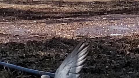 Bird Taking A Shower Under A Sprinkler.