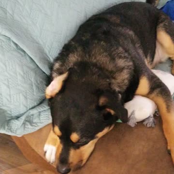 Benelli High Five and Handshake