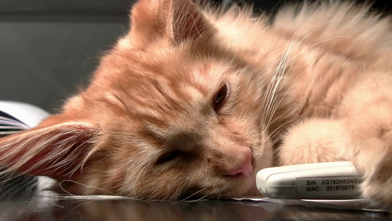 Feline Funny Bone: Cute Cat Videos!