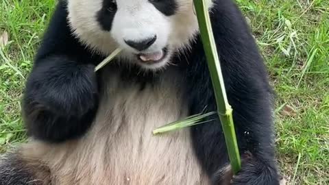 The panda