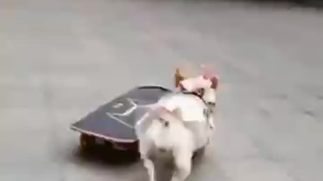 This dog is skating on the public road and is having a lot of fun