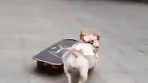 This dog is skating on the public road and is having a lot of fun