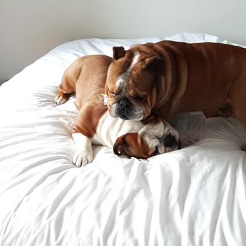 English Bulldogs play-fight all over their owner's bed