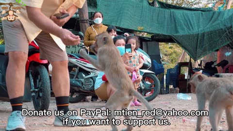 Viral Monkey