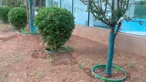 newly planted sapling