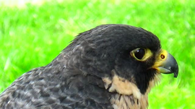 Peregrine Falcon