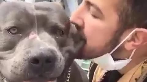 Cute Pitbulls | Pitbull Videos | Pitbulls Being Wholesome | Funny Animals