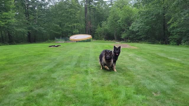 Frisbee Training