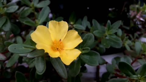 Meditation Music video,Reduce Stress, Calm the Mind & Beautiful Relaxing Music, Peaceful Soothing