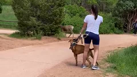 Deer at Garden of the Gods