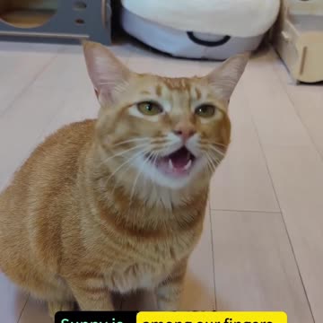 The singing cat،music cats,funny videos, viral music funny,, music,,