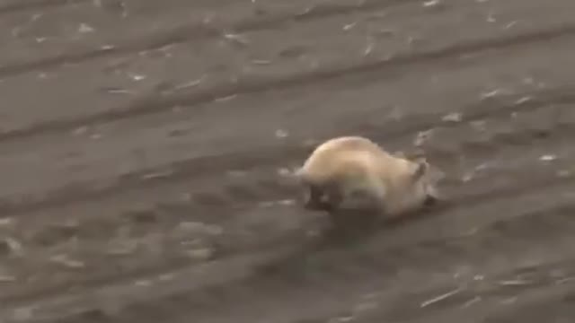 Helicopter Hog Hunting