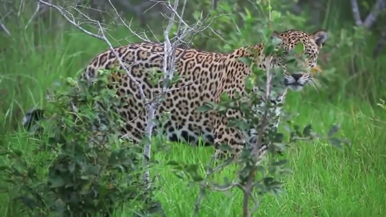 Jaguar attacking a capybara