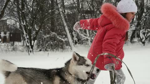 Young girl playing with siberian husky malamute dog on the snow outdoors in winter forest park