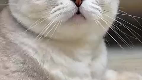 funny cat video