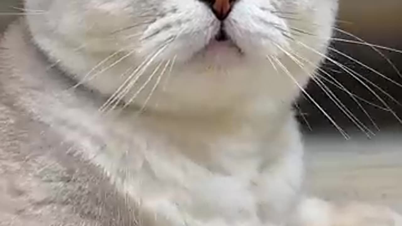 funny cat video