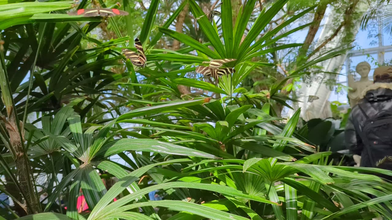 Butterfly Gathers - Hettie & Tark visit the Butterfly Conservatory, Niagara Falls.