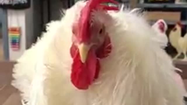 Just in case there’s any question that Cotton likes being brushed. I never said a word.