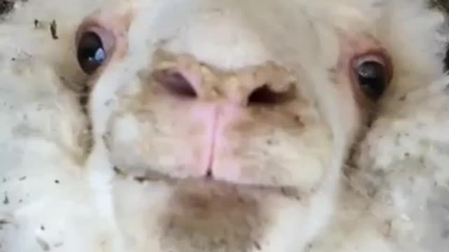 the sheep screams funny and loudly, carefully