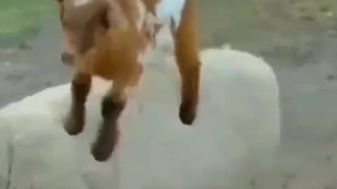 Cute Baby Goats Are Playing | Goats Videos 2023 |Little Sweet Baby Goats