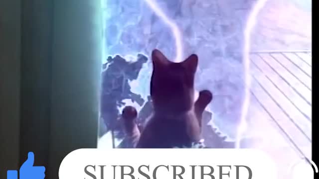 funny animal fights accompanied by very particular effects.