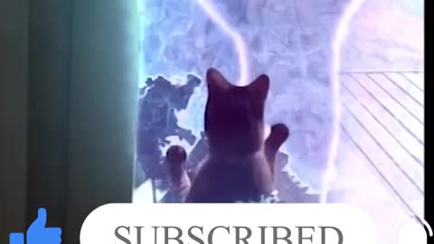 funny animal fights accompanied by very particular effects.