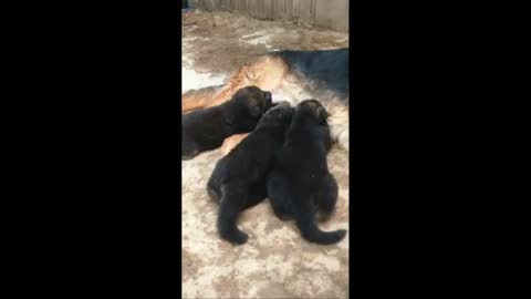 Dog: happy to be a mother