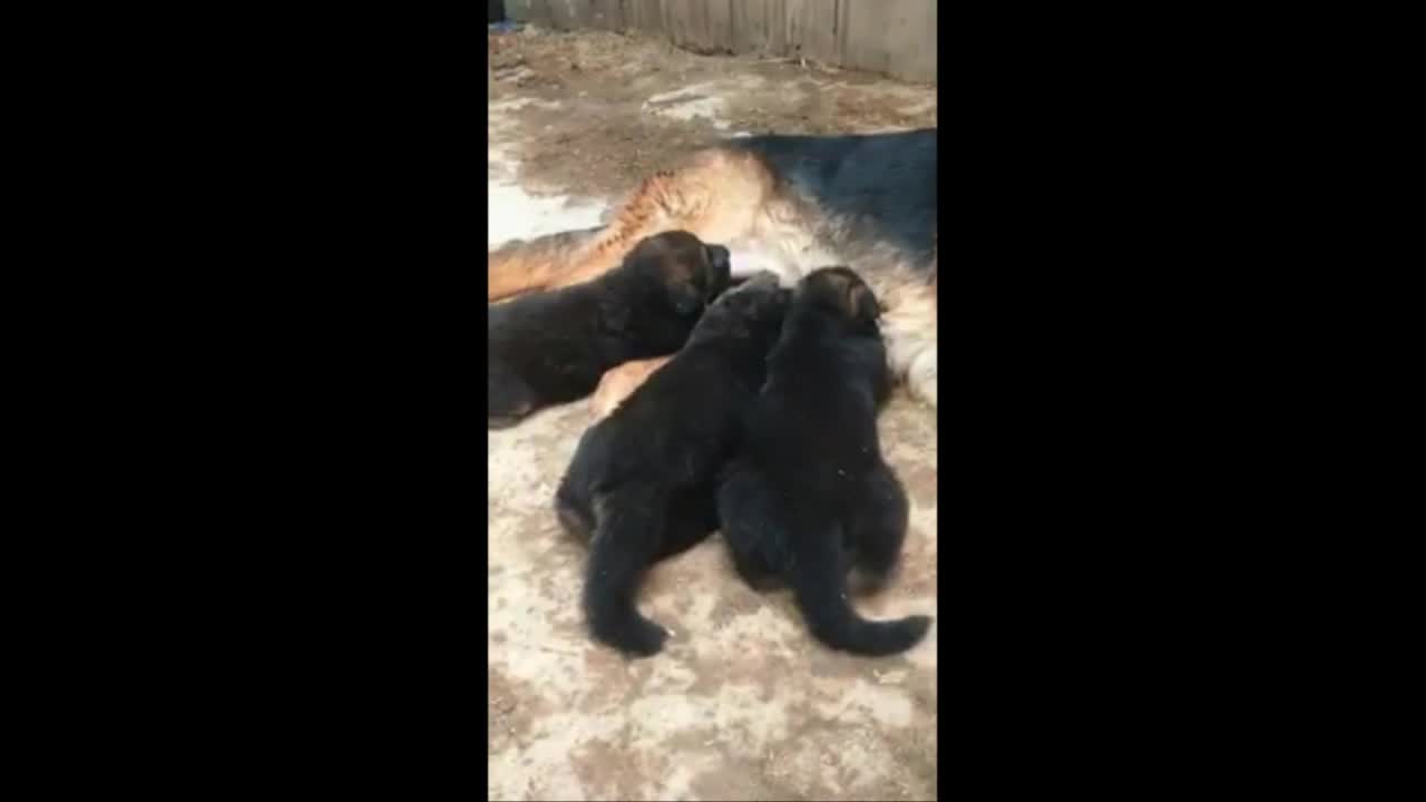 Dog: happy to be a mother