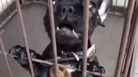 Cute pets doing funny things 😂so funny