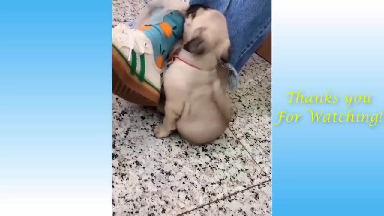 Funny puppies & Cute Cats