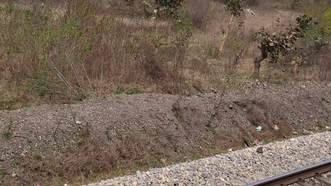 Inidan Train