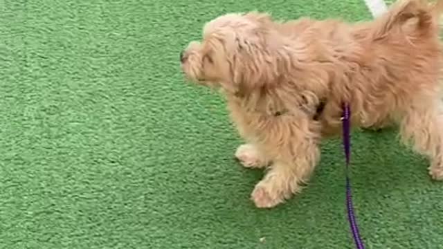 Brown dog running on the playground