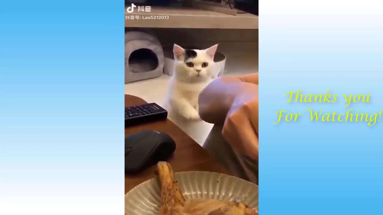 Funniest Cats and Dogs - Best Of The 2021 Funny Animal Videos