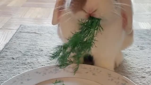 Cute rabbit eating food so adorable