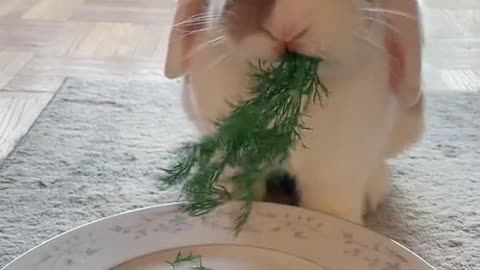 Cute rabbit eating food so adorable