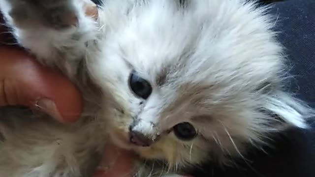 Kitten Lying on a Person's Lap