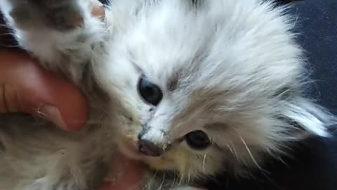 Kitten Lying on a Person's Lap