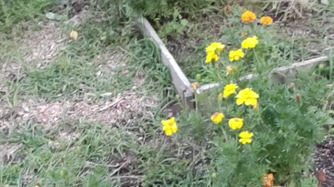 Summer Garden walk through