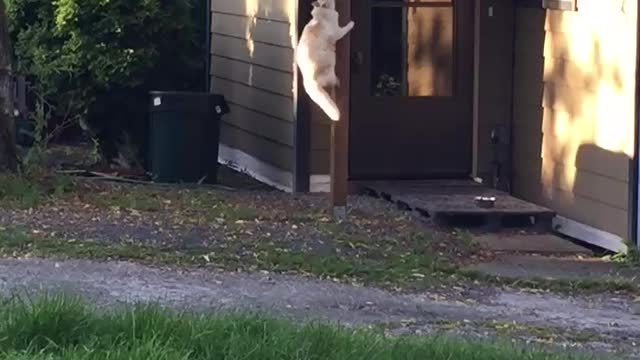 Athletic cat climbs post onto roof