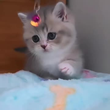 Wildlife video | Animal video | Cat videos | Cat | Viral | Viral video |