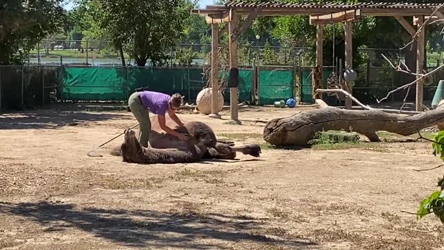 Camel at the Denver Zoo wants to be dusted and get belly rubbed!