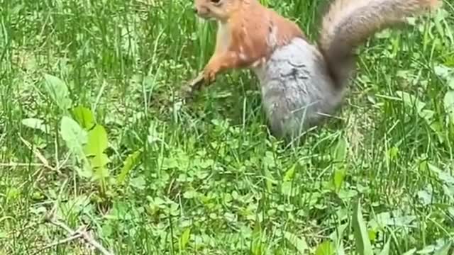 Cute squirrel hiding foods from enemy