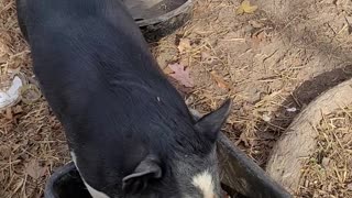 Pot Belly Pig's