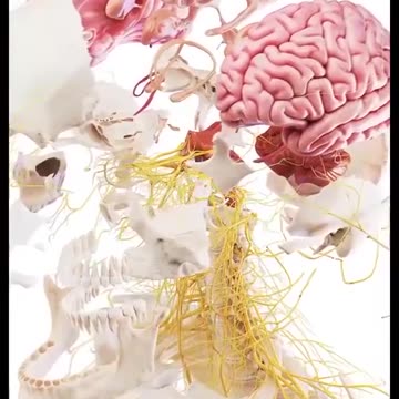 Human body of structre musle