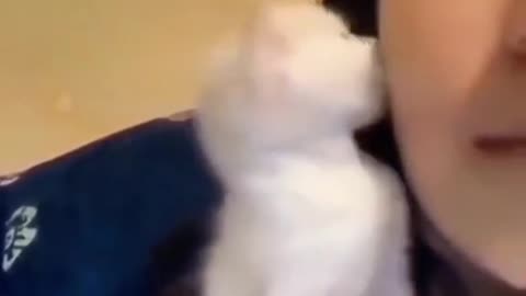 #Cat #funny
